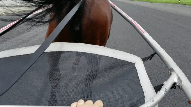 trotting sulky gif